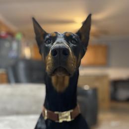 Kyra - Doberman Pinscher