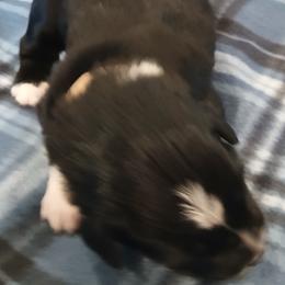 Boy 5 - Black tri-color male Australian Shepherd puppy in Charlotte, North Carolina from Tranquility Trail Aussies