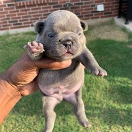 French Bulldog Puppies from Pet frenchies