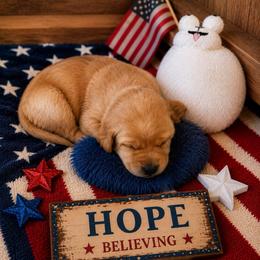 Hope - Yellow female Labrador Retriever puppy in Cheney, Washington from Loudon's Labradors