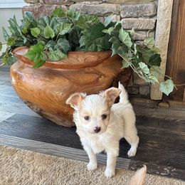 Boy 2 - White and lemon male Papillon puppy in Shirley, Arkansas from Lucky Pups