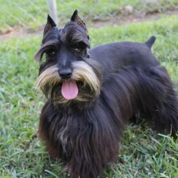 Spartan - Miniature Schnauzer