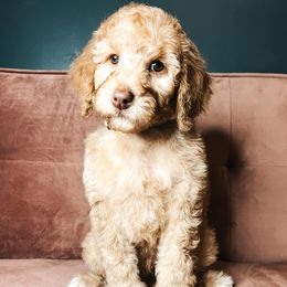 Goldendoodle Puppies from The Doting Doodle