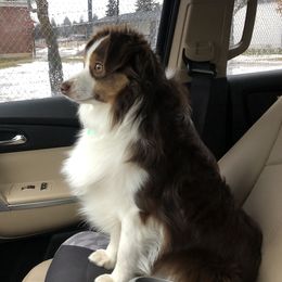 Hanson  - Miniature Australian Shepherd