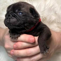 Red collar - Silver female Pug puppy in Deer Park, Texas from Butler Pugs and Frenchies