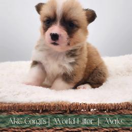 Dublin - Sable male Pembroke Welsh Corgi puppy in Pine Village, Indiana from NL Horsemanship