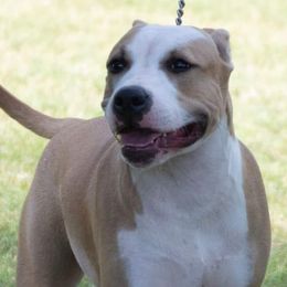 American Staffordshire Terriers from Sunset Kennel