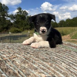 Male- Green collar - Black and white male Border Collie puppy in Annona, Texas from Maddie’s Border Collies