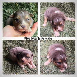 Girl 5 - Australian Shepherd puppy in Otis, Oregon from Heritage Hill Aussies