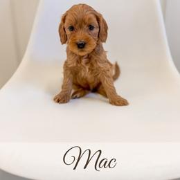 Mac - Red  male Goldendoodle puppy in Melba, Idaho from KZ Doodles