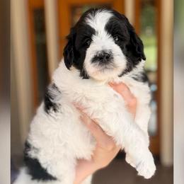 Ladybug - Black and white female Sheepadoodle puppy in Roseburg, Oregon from Sharon’s Sheepadoodle’s