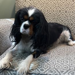 Kenzie - Cavalier King Charles Spaniel