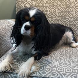 Kenzie - Cavalier King Charles Spaniel
