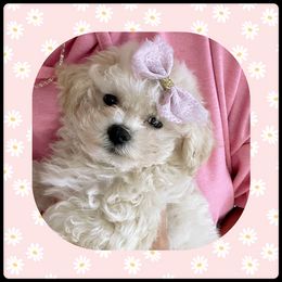 Maltipoo, Poodle, and Shichon Puppies from Family Teddy Bears