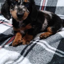 Pastel - Dapple female Dachshund puppy in Augusta, Georgia from Cherokee Hill Dachshunds