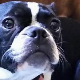 Boston Terriers from Shadow Town Boston's