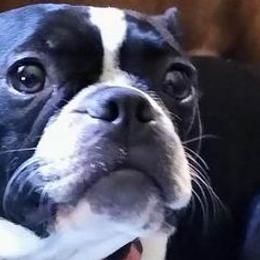 Boston Terriers from Shadow Town Boston's
