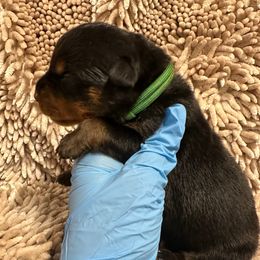 Pick 6 - Black and mahogany male Rottweiler puppy in Lyons, Indiana from White River Rottweilers