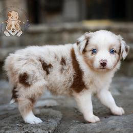 Boudin - Red merle male Australian Shepherd puppy in Buena Vista, Colorado from Wigglebutts Unlimited