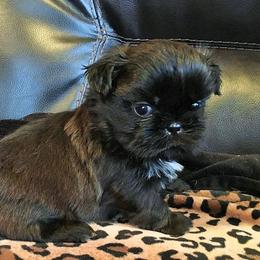 Shih Tzu Puppies from Willow Lane Shih Tzus