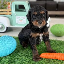 Blue collar - Black and tan male Cavapoo puppy in Indiahoma, Oklahoma from Farm Fresh Doodles