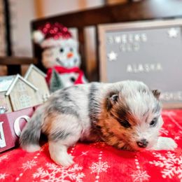 Alaska - Merle Pomsky puppy in Wheeling, Illinois from Bear Cave Pomskies