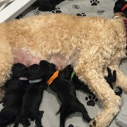 Goldendoodles from Jonesin for Doodles