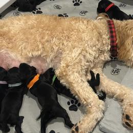 Goldendoodles from Jonesin for Doodles