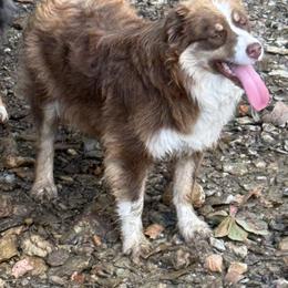 Cricket - Australian Shepherd