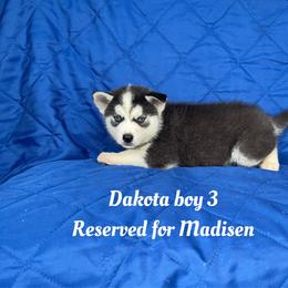 Dakota boy 3 - Black and white male Siberian Husky puppy in Ocala, Florida from Florida Husky Puppies