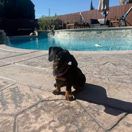 Purple collar girl - Black and tan female Dachshund puppy in Modesto, California from The dachshunds