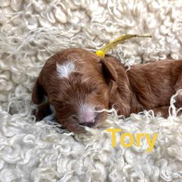 Tory - Apricot female Cavapoo puppy in Chelan, Washington from North Cascades Doodles