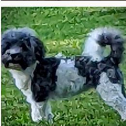 Chloe - Havanese