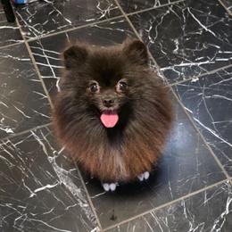 Austra - Black female Pomeranian puppy in Wildersville, Tennessee from RoyalRarity's Poms & Enrichment