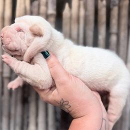 Wesley - Cream male Chinese Shar-Pei puppy in Lehigh Acres, Florida from Florida Wrinkles