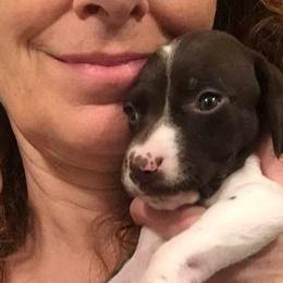 German Shorthaired Pointers from Windward German Shorthaired Pointers