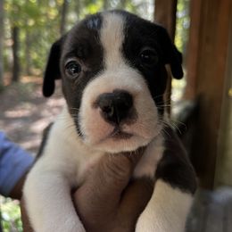Boy 3 - American Staffordshire Terrier puppy in Spring Grove, Virginia from Lizera Bulldogs and AmStaffs