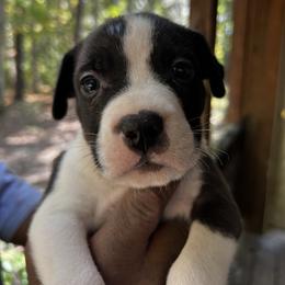 Boy 3 - American Staffordshire Terrier puppy in Spring Grove, Virginia from Lizera Bulldogs and AmStaffs