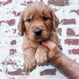 Waylon - red - Dark golden male Golden Retriever puppy in Greeneville, Tennessee from Cultivate Farm