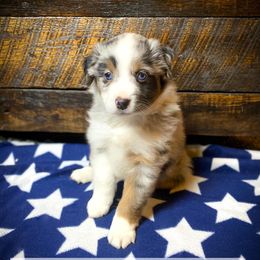 Miniature American Shepherds and Miniature Australian Shepherds from IGY6 Aussies