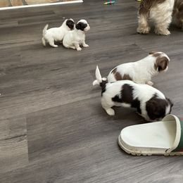 Shih Tzu Puppies from Chinx Puppy Songs