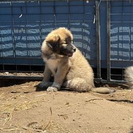 Scout - Tan male Colorado Mountain Dog puppy in Colorado Springs, Colorado from Sharp Guardians and Goldens
