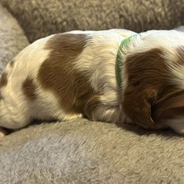 Cavalier King Charles Spaniels from Brugere Cavaliers