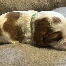 Cavalier King Charles Spaniels from Brugere Cavaliers