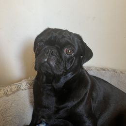 Sparkles - Pug