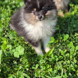AKC Lily - Tri-colored female Pomeranian puppy in Albany, Indiana from Hatz Off Puppies