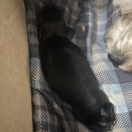 Maddie - Black female Miniature Schnauzer puppy in Little Elm, Texas from Matrix Schnauzers