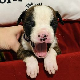 Boxers from Blazing Boxers