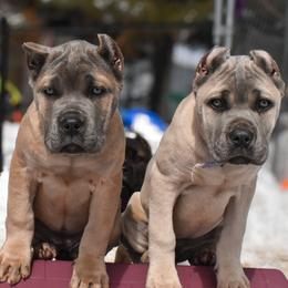 Cane Corso Puppies from Willow Creek Cane Corsos