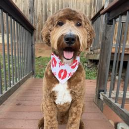 Crew - Goldendoodle